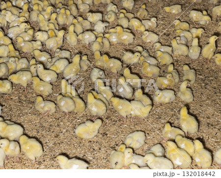 a large number of meat-breed chickens at a poultry farm, small broiler chickens on sawdust from pine wood at a large poultry farm a large number of meat-breed chickens at a poultry farm, small broiler chickens on sawdust from pine wood at a large poultry farm 132018442