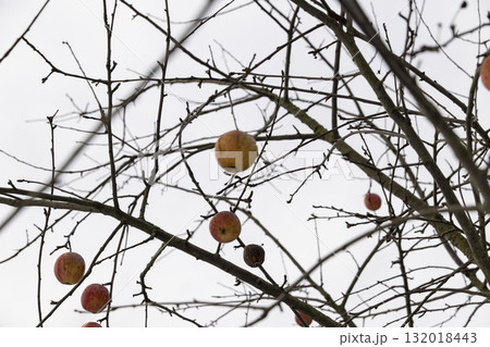 ripe red apples hanging on the branches of an apple tree in the winter in cloudy weather, branches of an apple tree without foliage but with red apples in the winter season ripe red apples hanging on the branches of an apple tree in the winter in cloudy weather, branches of an apple tree without foliage but with red apples in the winter season 132018443