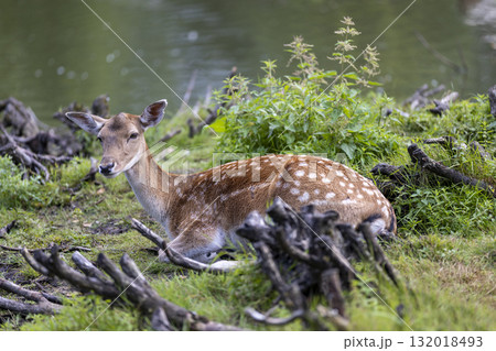 one deer lies in the green grass on the territory of the zoo in a large open enclosure, a lone spotted deer while relaxing on the green juicy grass in summer sunny weather one deer lies in the green grass on the territory of the zoo in a large open enclosure, a lone spotted deer while relaxing on the green juicy grass in summer sunny weather 132018493
