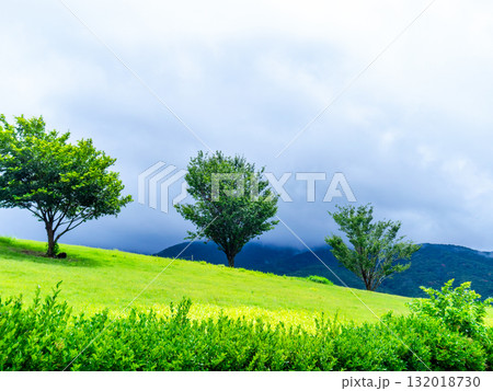 緑の丘に立つ存在感のある樹 132018730