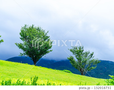 緑の丘に立つ存在感のある樹 緑の丘に立つ存在感のある樹 132018731