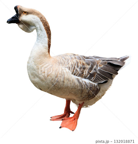 Big adult goose isolated on white background Big adult goose isolated on white background 132018871