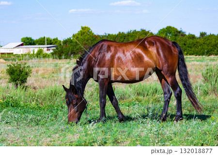 Adult horse on a pasture Adult horse on a pasture 132018877