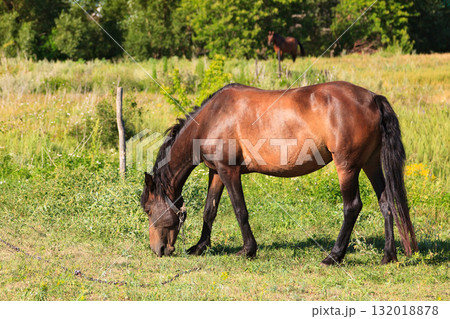 Adult horse on a pasture Adult horse on a pasture 132018878