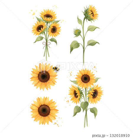 set of sunflowers in different poses. Flowers. watercolor illustration design. 132018910