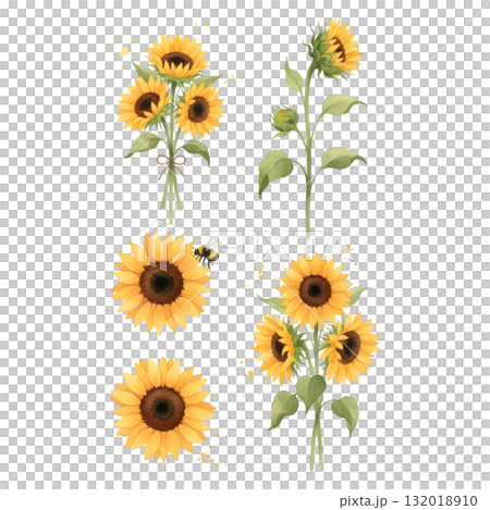 set of sunflowers in different poses. Flowers. watercolor illustration design. 132018910