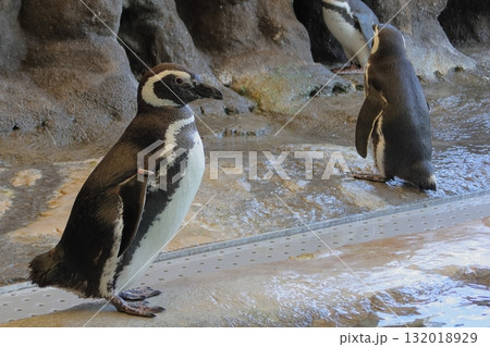 ガラス越しに見るペンギンたち　《東京》 132018929