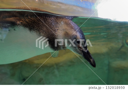 ガラス越しに見るペンギンたち　《東京》 132018930