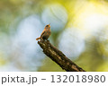 木の先で囀るミソサザイ 132018980