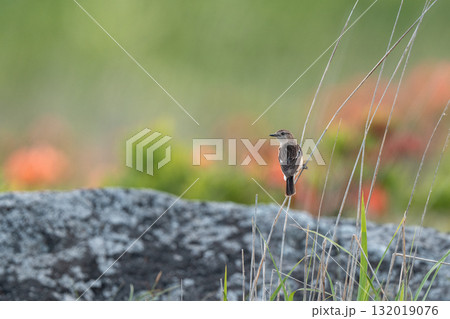 繁殖地に到着したノビタキ 132019076