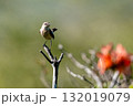 花の茎にとまるノビタキ 132019079