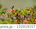 レンゲツツジの花とノビタキ 132019157