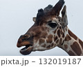 餌を食べるキリン 132019187