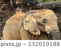 ゾウさん 132019188
