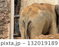 動物園のぞう 132019189