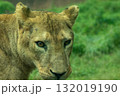 若いメスライオン 132019190