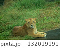 メスライオン 132019191