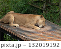 骨をかじるメスライオン 132019192