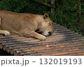 骨をかじるライオン2 132019193