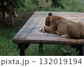 寝転ぶメスライオン 132019194