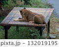 骨をかじるライオン3 132019195