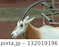 シロオリックス 132019196