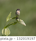 コバイケイソウの花に止まるノビタキ 132019197
