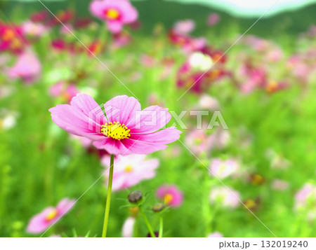 京都府木津川市に残る恭仁宮跡近くの畑に咲くコスモスの花 京都府木津川市に残る恭仁宮跡近くの畑に咲くコスモスの花 132019240