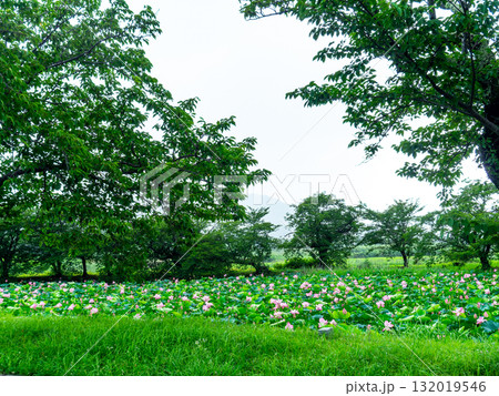 雨上がりの蓮池のしっとりとした景色 雨上がりの蓮池のしっとりとした景色 132019546