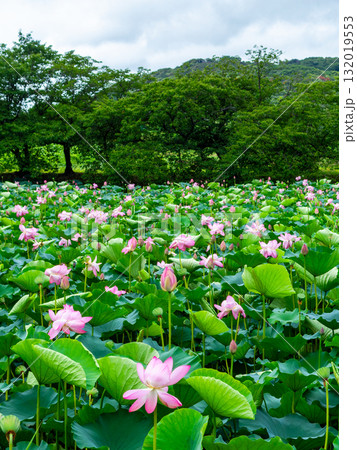 雨上がりの蓮池のしっとりとした景色 雨上がりの蓮池のしっとりとした景色 132019553