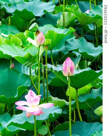雨上がりの蓮池のしっとりとした景色 雨上がりの蓮池のしっとりとした景色 132019562