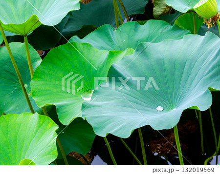 雨上がりの蓮池のしっとりとした景色 132019569
