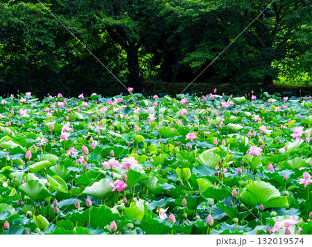 雨上がりの蓮池のしっとりとした景色 雨上がりの蓮池のしっとりとした景色 132019574