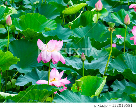 雨上がりの蓮池のしっとりとした景色 132019581