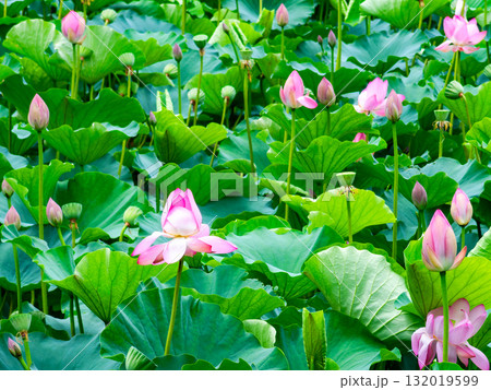 雨上がりの蓮池のしっとりとした景色 132019599
