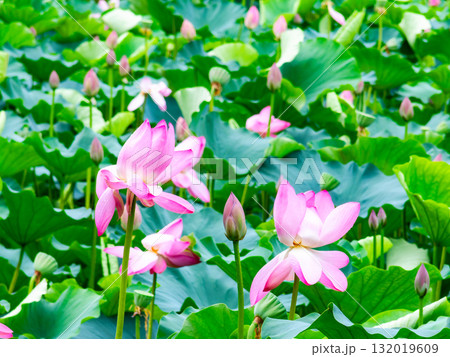 雨上がりの蓮池のしっとりとした景色 雨上がりの蓮池のしっとりとした景色 132019609