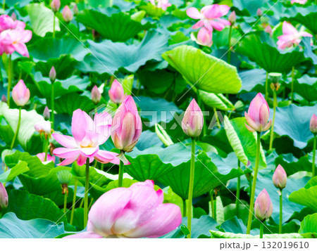 雨上がりの蓮池のしっとりとした景色 132019610