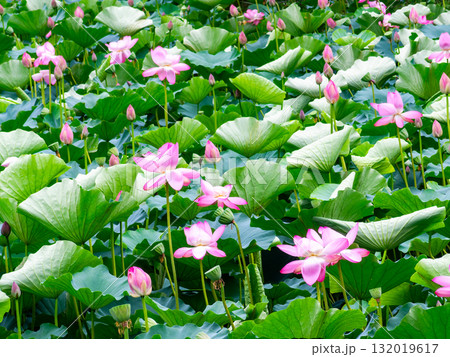 雨上がりの蓮池のしっとりとした景色 132019617