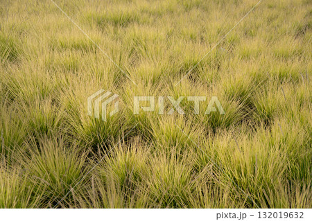 Close-up of ornamental grass with fine yellow-green blades swaying in soft light Close-up of ornamental grass with fine yellow-green blades swaying in soft light 132019632