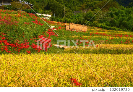 秋の寺坂棚田 埼玉家秩父郡 秋の寺坂棚田 埼玉家秩父郡 132019720