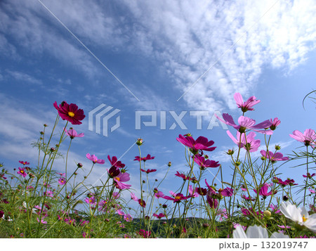 京都府木津川市に残る恭仁宮跡近くの畑で青空に映えるコスモスの花 132019747