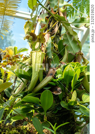 Nepenthes carnivorous plant in Singapore Botanic Gardens Nepenthes carnivorous plant in Singapore Botanic Gardens 132019820