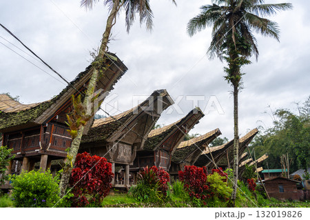 Traditional Toraja houses with buffalo horns, Sulawesi, Indonesia Traditional Toraja houses with buffalo horns, Sulawesi, Indonesia 132019826