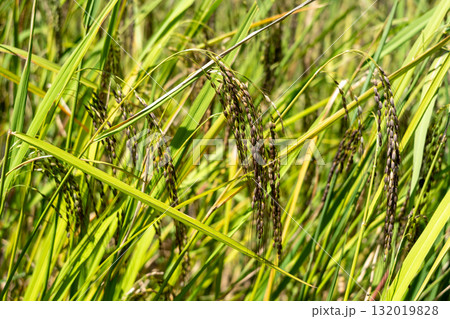 Close-up of rice plants in Toraja, Sulawesi, Indonesia 132019828