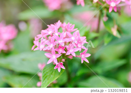 Pentas lanceolata , Egyptian star cluster or RUBIACEAE or Egyptian starcluster or Starflower or pink Egyptian starcluster flowers 132019851