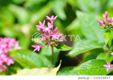 Pentas lanceolata , Egyptian star cluster or RUBIACEAE or Egyptian starcluster or Starflower or pink Egyptian starcluster flowers Pentas lanceolata , Egyptian star cluster or RUBIACEAE or Egyptian starcluster or Starflower or pink Egyptian starcluster flowers 132019857