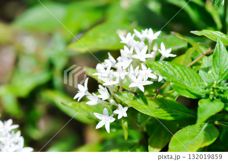 Pentas lanceolata , Egyptian star cluster or RUBIACEAE or Egyptian starcluster or Starflower or White Egyptian starcluster flowers Pentas lanceolata , Egyptian star cluster or RUBIACEAE or Egyptian starcluster or Starflower or White Egyptian starcluster flowers 132019859