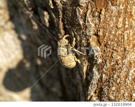 ニイニイゼミの脱け殻を歩く蟻 132019904