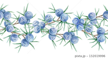 Clusters of blue juniper berries with spiky green leaves arranged in continuous border painted as hand drawn watercolor clipart. Excellent for card edges, textile trims, eco packaging and wrapping. Clusters of blue juniper berries with spiky green leaves arranged in continuous border painted as hand drawn watercolor clipart. Excellent for card edges, textile trims, eco packaging and wrapping. 132019996