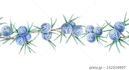 Horizontal seamless border of blue juniper berries and green foliage created as hand drawn watercolor clipart. Perfect for card frames, stationery design, fabric trims and wrapping decoration. Horizontal seamless border of blue juniper berries and green foliage created as hand drawn watercolor clipart. Perfect for card frames, stationery design, fabric trims and wrapping decoration. 132019997